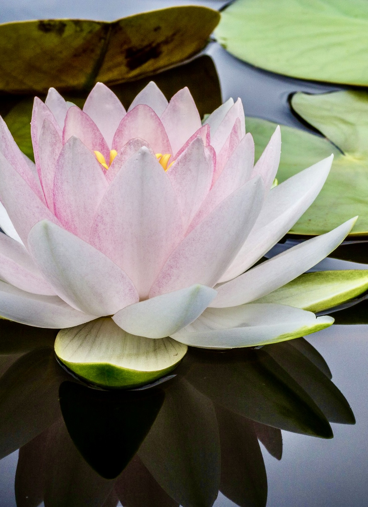 Moment Zen